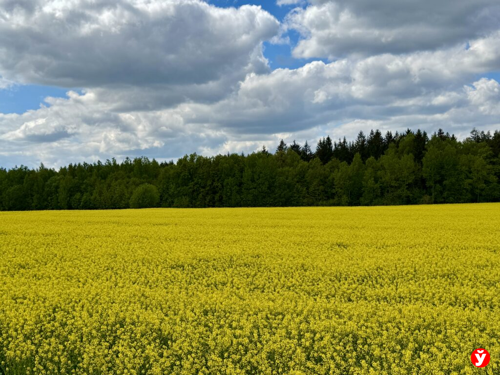 поле