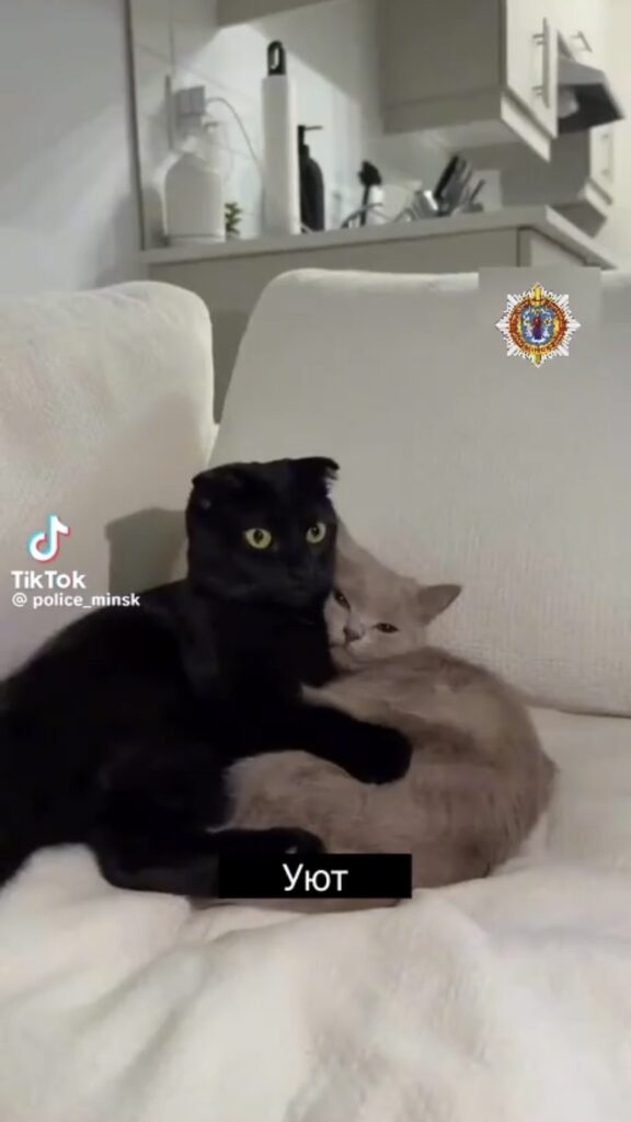 кот